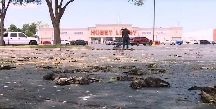 Hundreds of birds dead after OKC storm
