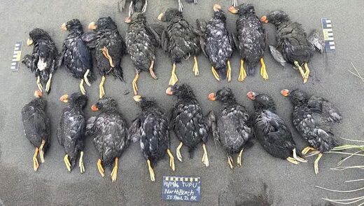 puffins bird die off