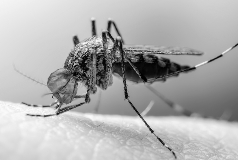 Click to enlarge Mosquito Gates