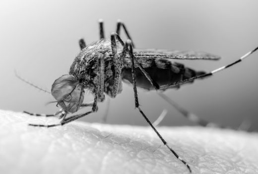 Bill Gates destroying the environment with mosquitoes? Bill Gates destroying the environment with mosquitoes?