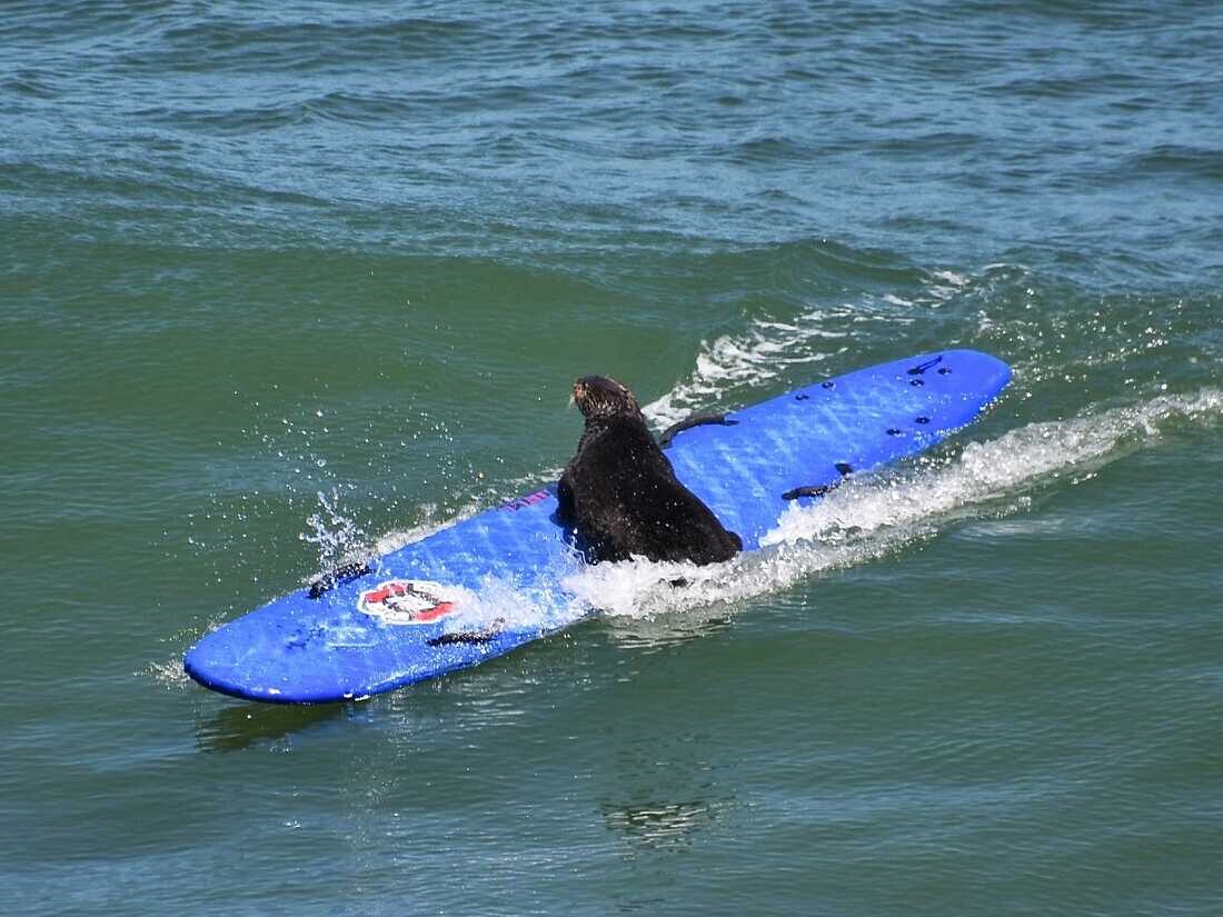 sea otter steals surfboard