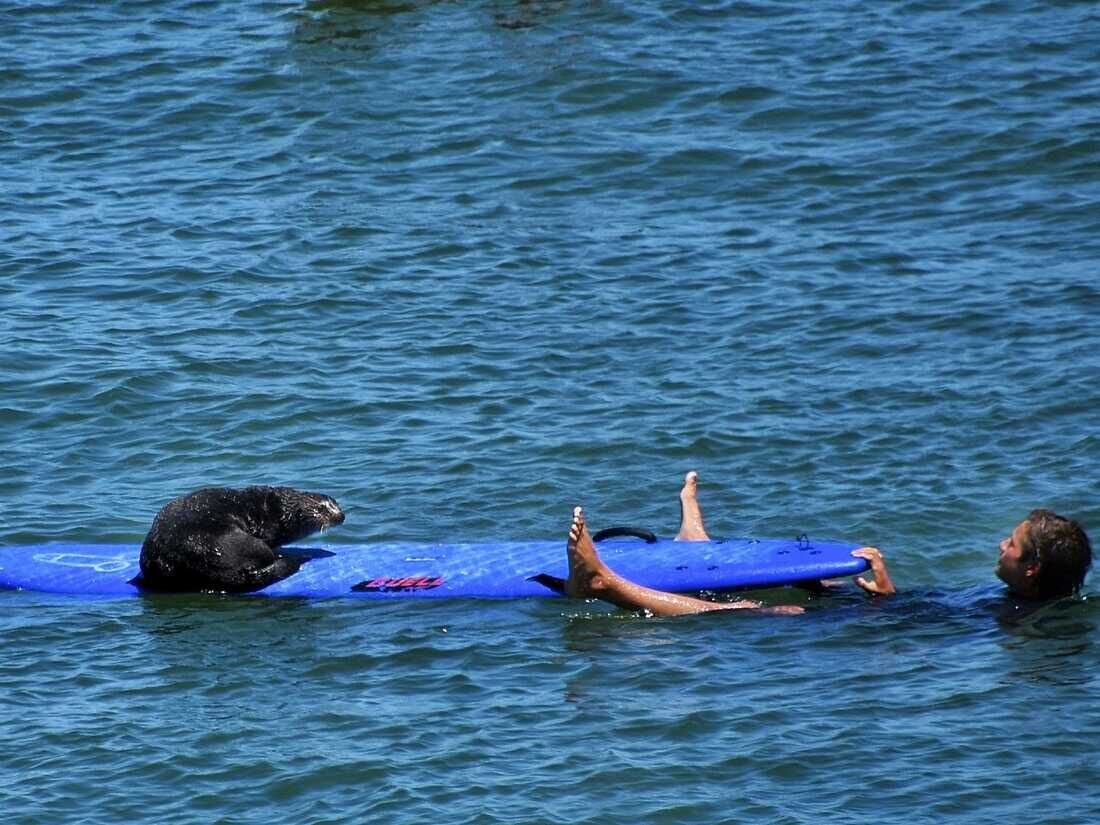 Click to enlarge sea otter agressive steal surf board