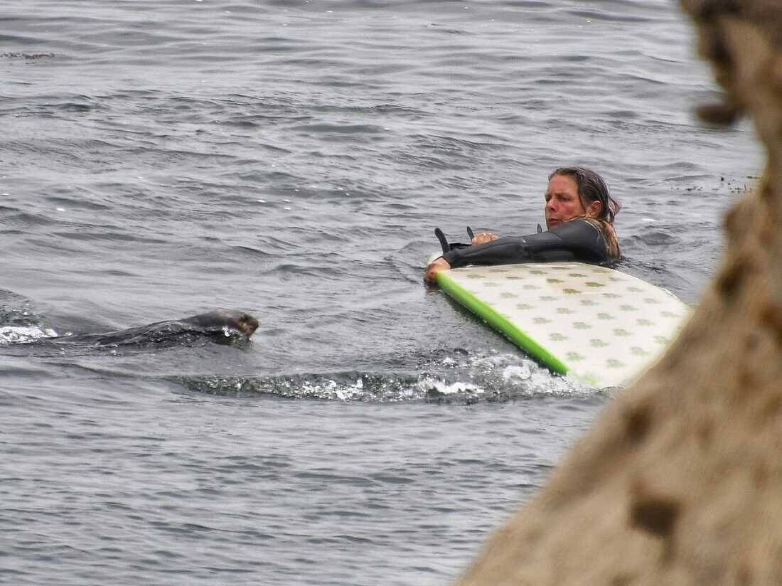 otter steal surfboard santa cruz