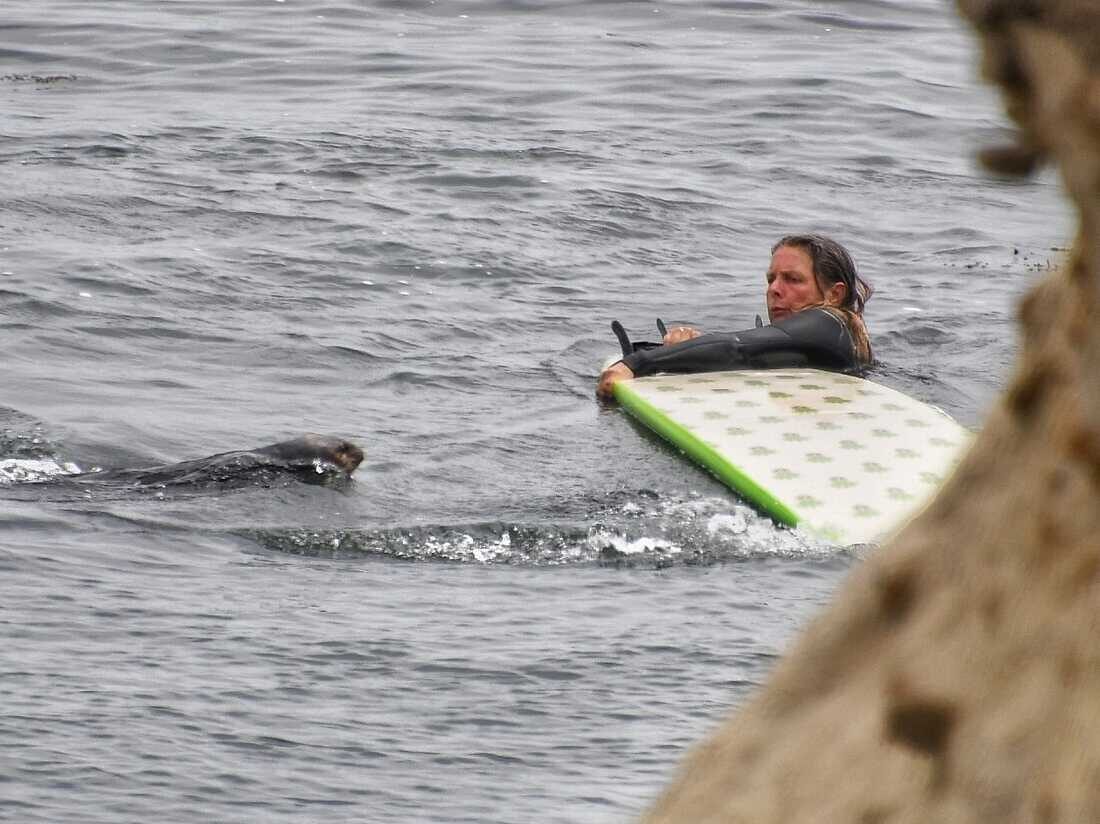 Click to enlarge otter steal surfboard santa cruz