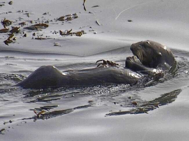Click to enlarge southern sea otter california