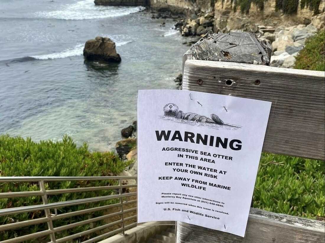 Click to enlarge police warning agressive sea otter california santa cruz
