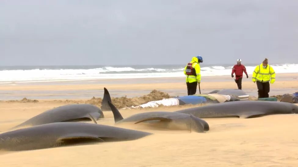 Pilot whales are social and therefore more likely to stick together when one gets into difficulty