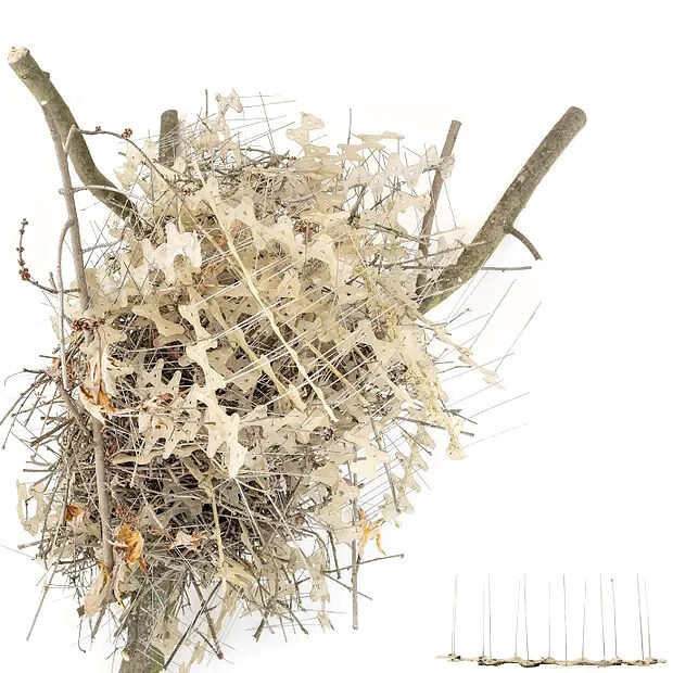 nest made of anti bird spikes