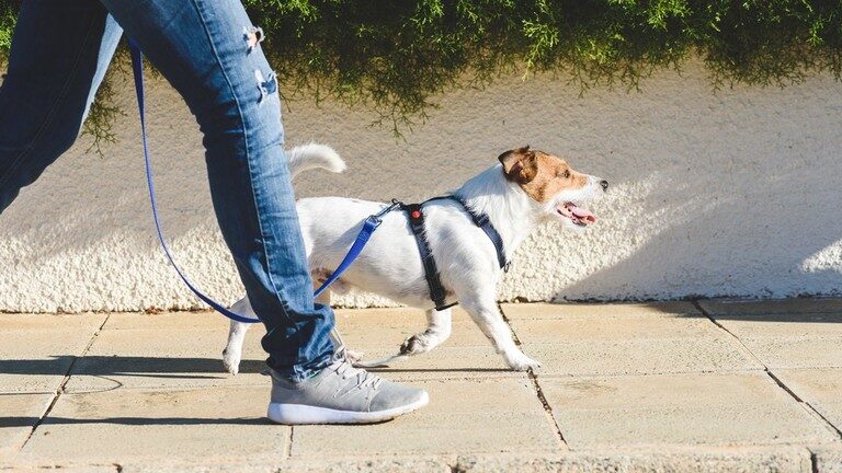 Click to enlarge dog walk good boy