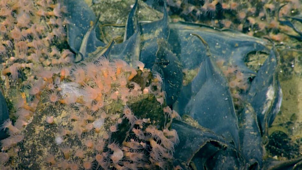Click to enlarge fish eggs