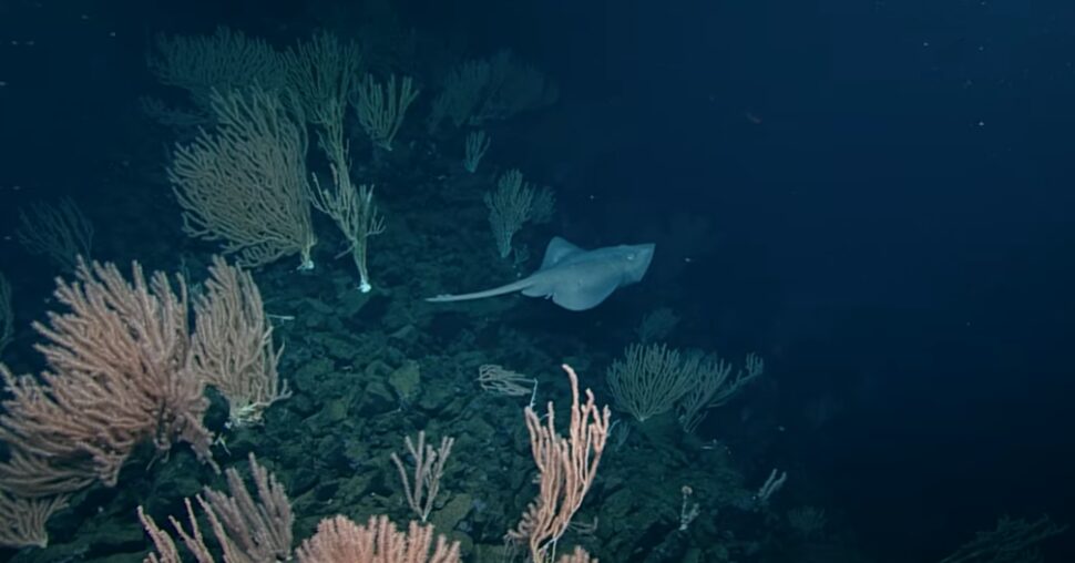 Click to enlarge Pacific white skate fish
