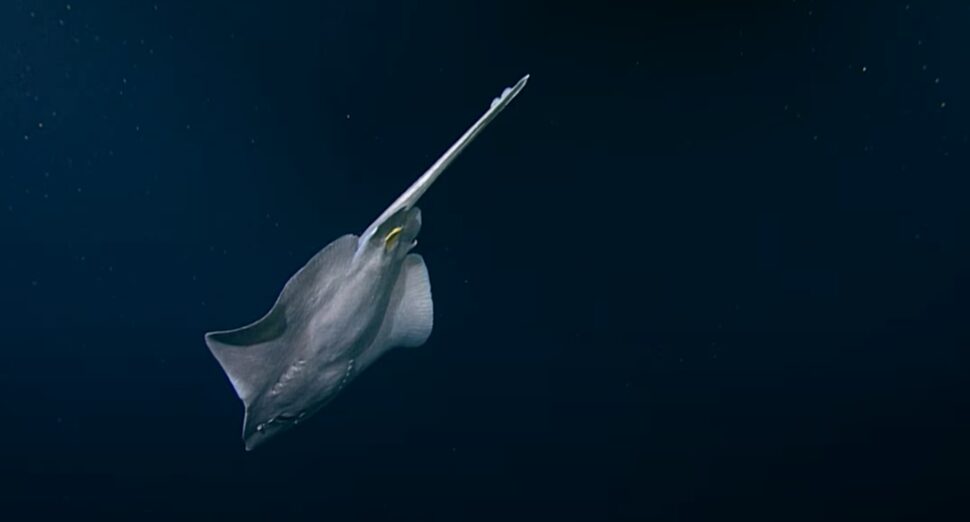 Click to enlarge manta ray