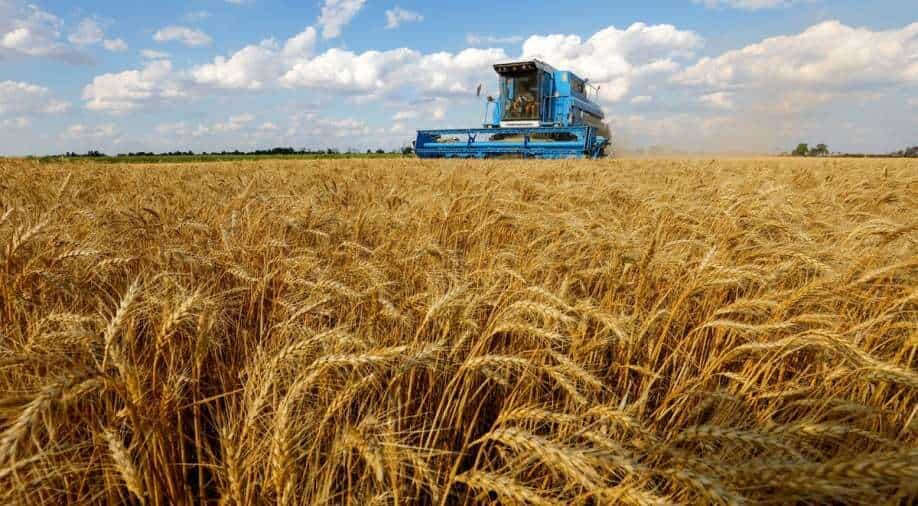 Grain wheat
