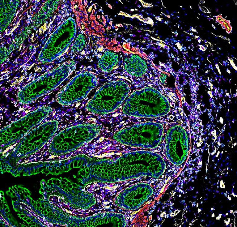 cell map intestines