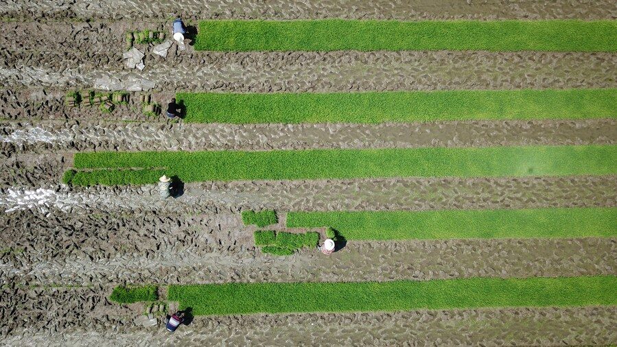 farm china