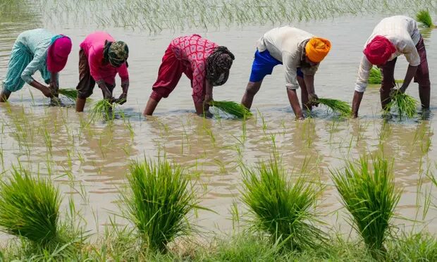 rice paddy india