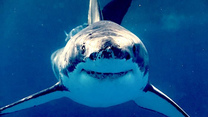 shark