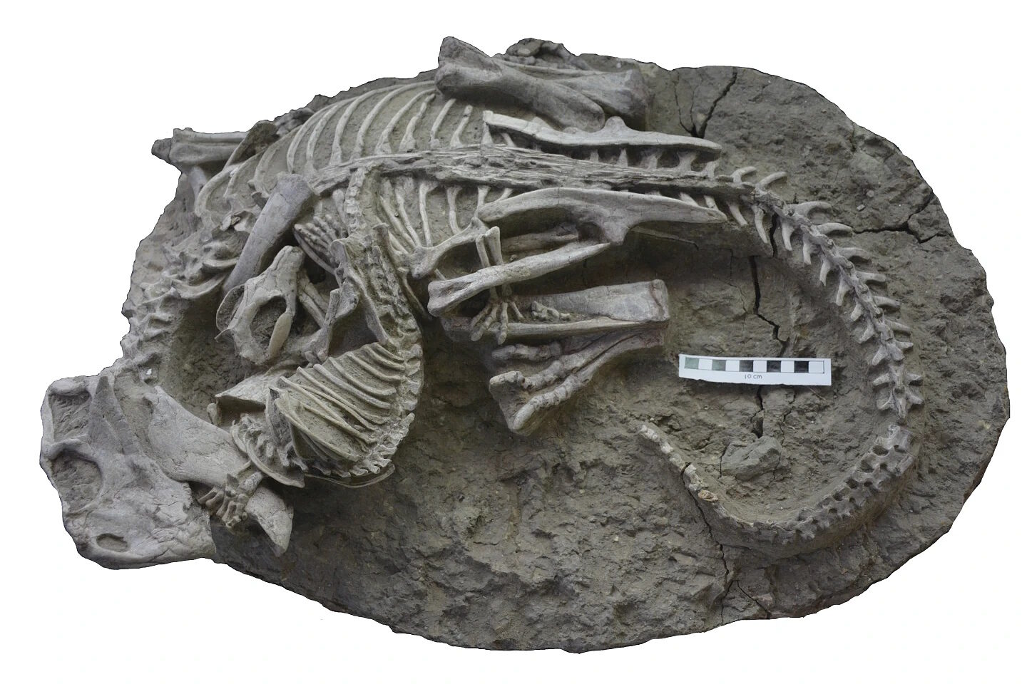 mammal dinosaur entangled fossil
