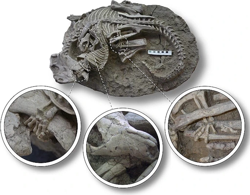 mammals hunt dinosaurs fossil