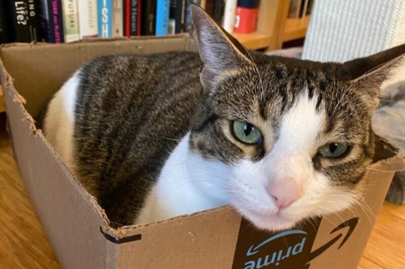 cat in box