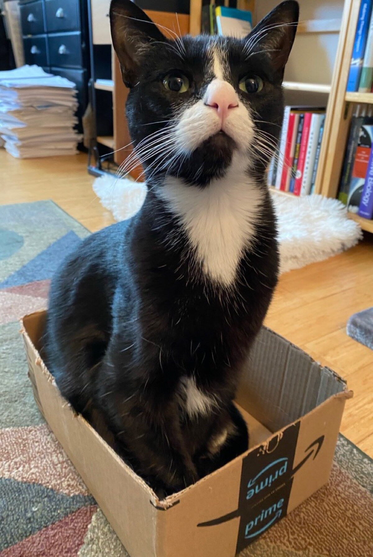 cat in box