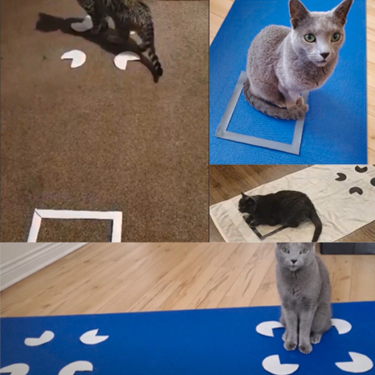 cat visual persception boxes