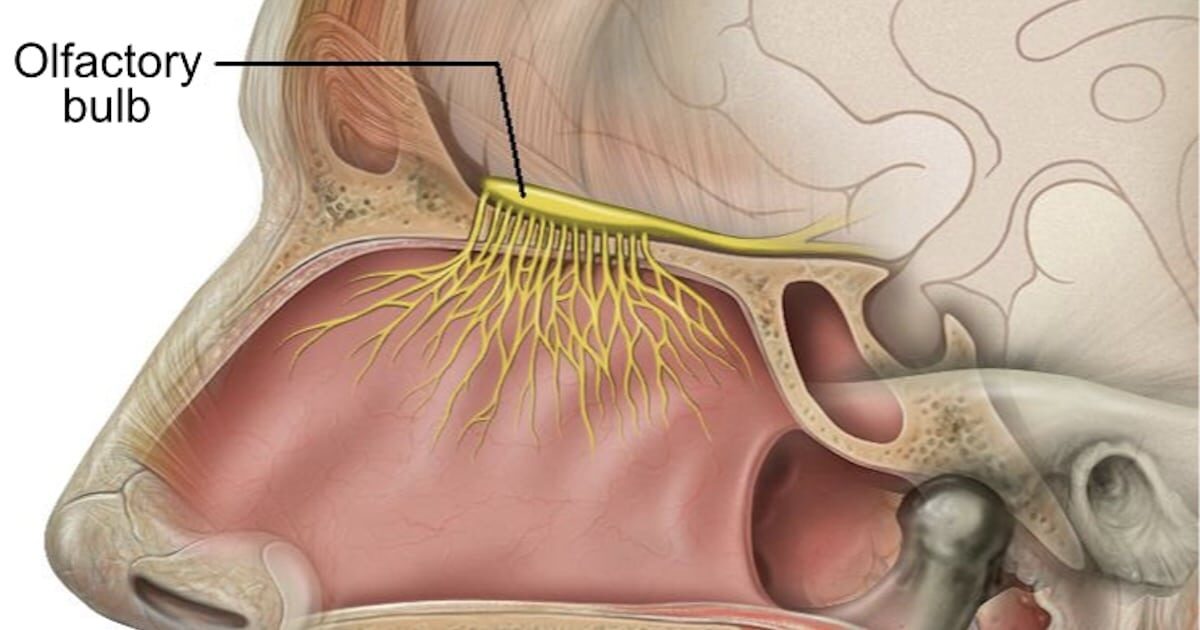 olfactory bulb nose sense of smell anatomy