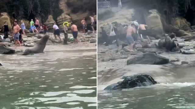 Sea lions charge at tourists on San Diego beach