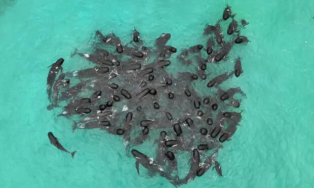 The long-finned pilot whales gathered closely
