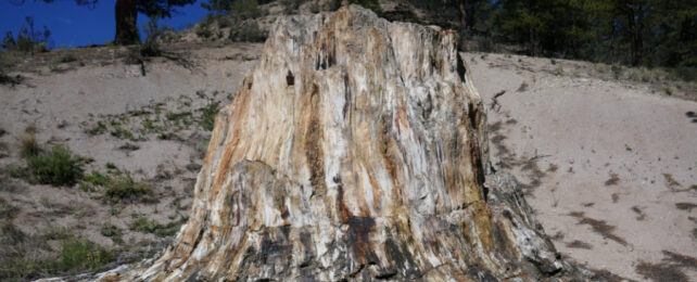 fossil forest