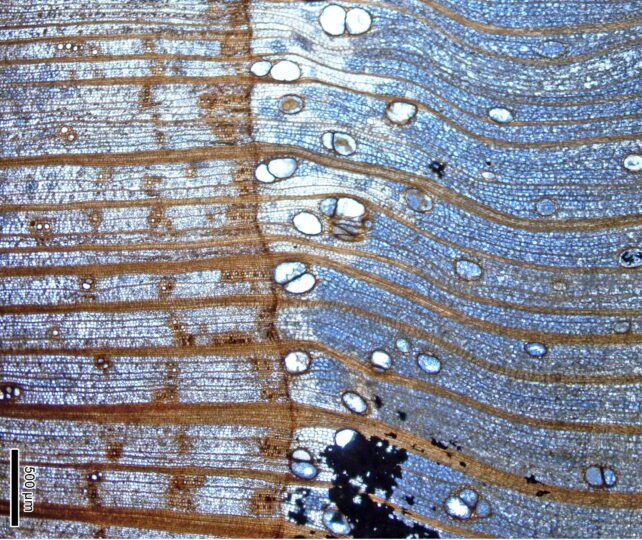 Click to enlarge fossil forest