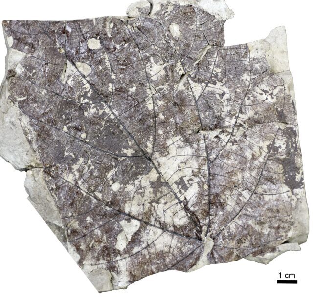 Click to enlarge fossil forest