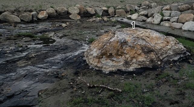 Click to enlarge fossil forest