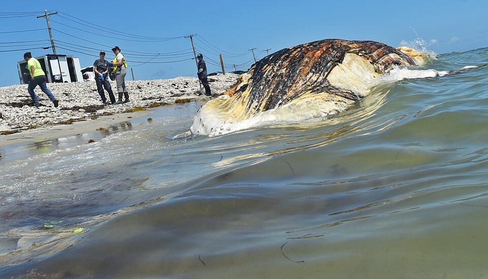 Baby humpback whale at Town Beach in Westport Tuesday.