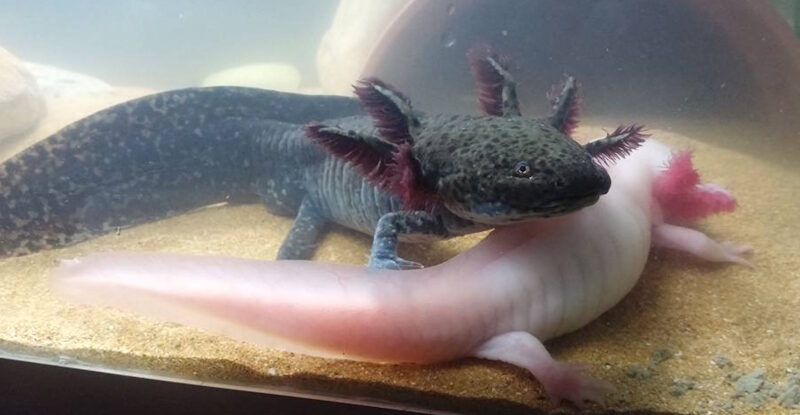 Click to enlarge Juvenile axolotl salamanders