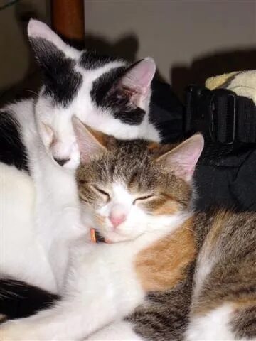 Click to enlarge Cats
