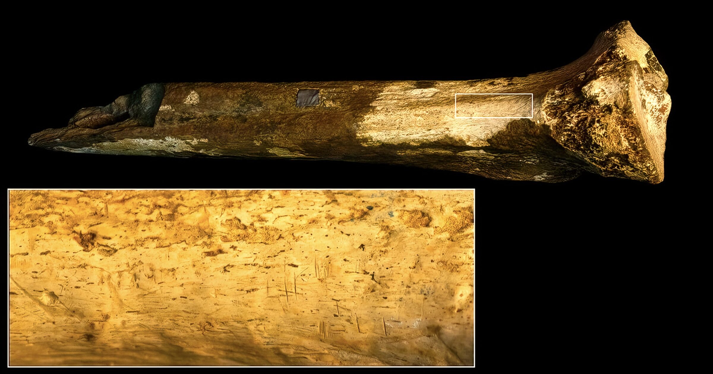 hominin tibia cut marks butchering cannibalism