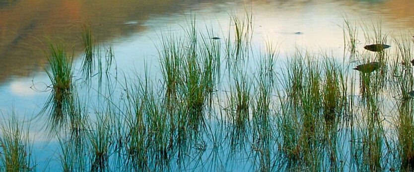 Pond reeds