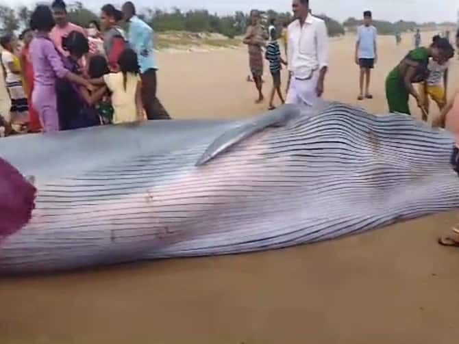 Blue whale found washed up at Meghavaram beach in Andhra