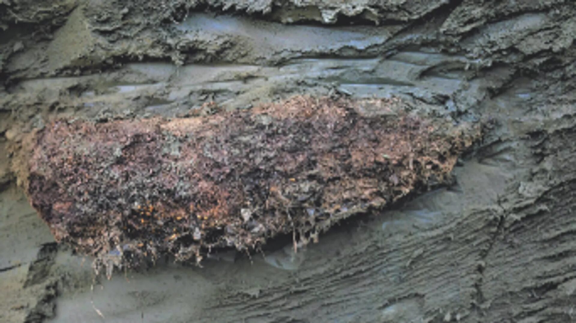Fossil rodent