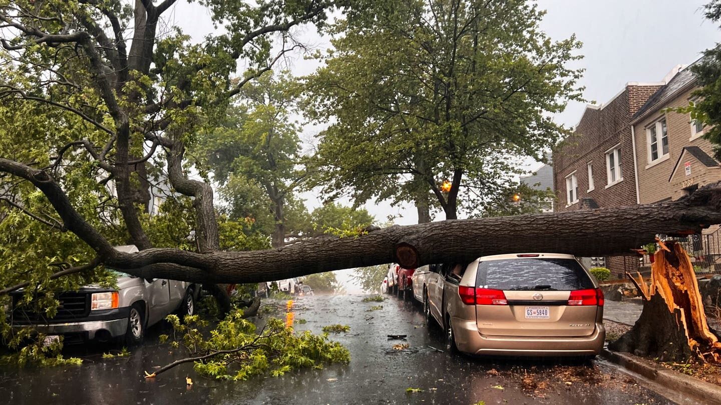 Trees down in the 1200 block Queen St NE in DC