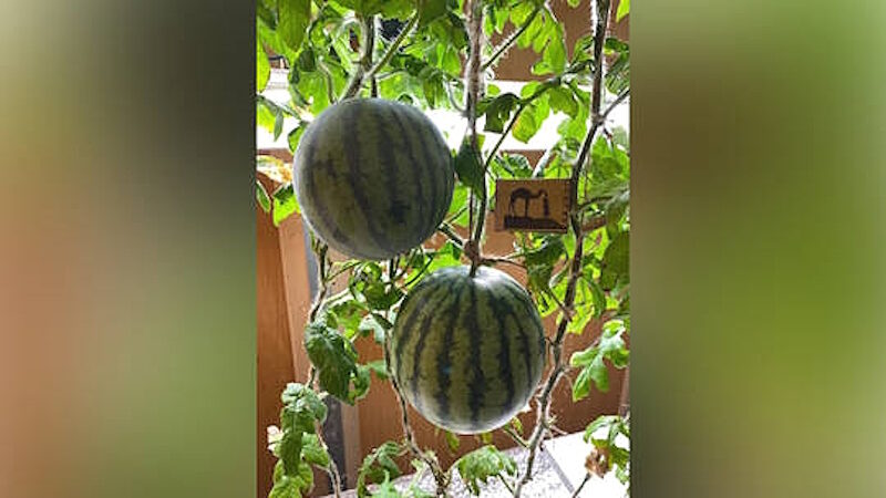 russia melons antarctic research station vostok