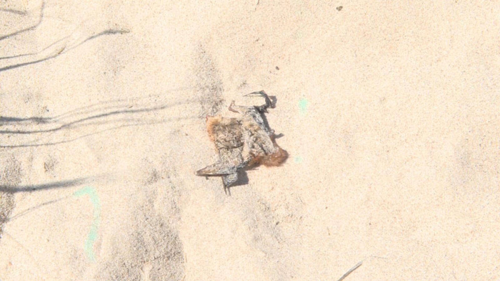 Dozens of Dead bats were found washed up on beach in Michigan City