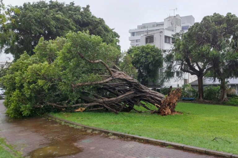 A tree sits on its side after being uprooted by strong winds brought by Typhoon Khanun in the city of Naha, Okinawa prefecture, on August 2, 2023 [Jiji Pres