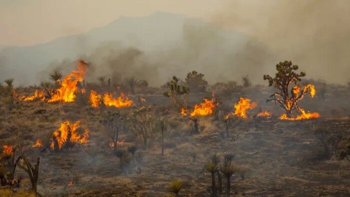 fire whirls