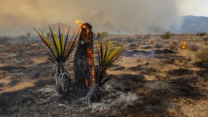 Burning trunk