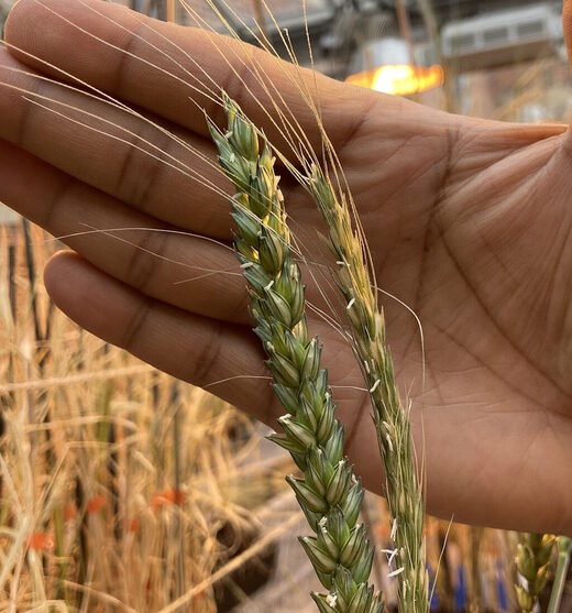 modern ancient wheat grains einkhorn