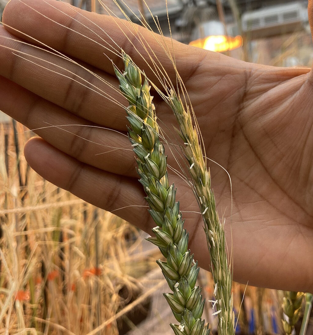 modern ancient wheat grains einkhorn