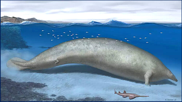 whale