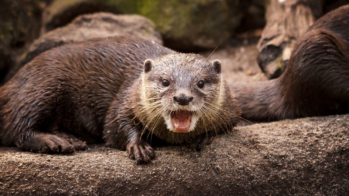 nnnnnn
